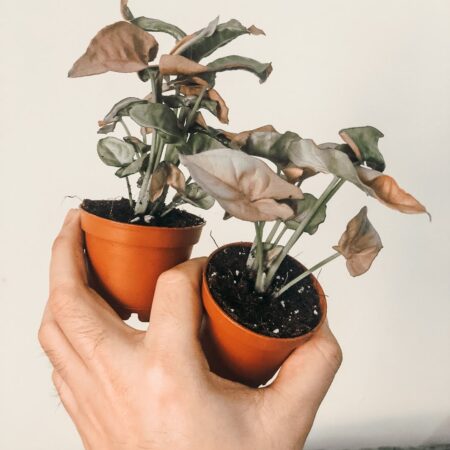 Plantdemic